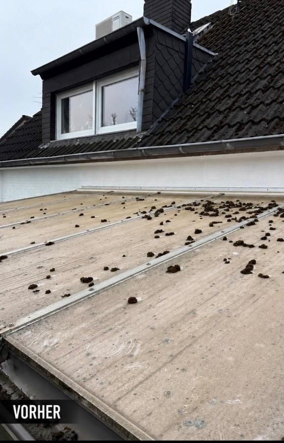 Verschmutzte Überdachung mit Moos und Ablagerungen – vorher